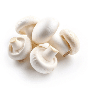 mushroom_ قارچ _خرید قارچ