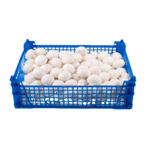قارچ فله سبدی -mushroom -خرید قارچ -خرید آنلاین قارچ -